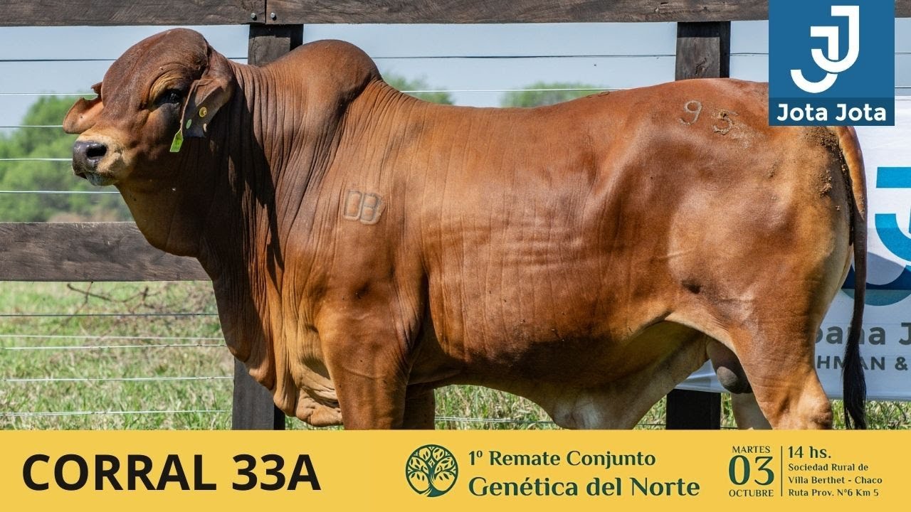 CORRAL 33 A JOTA JOTA 95