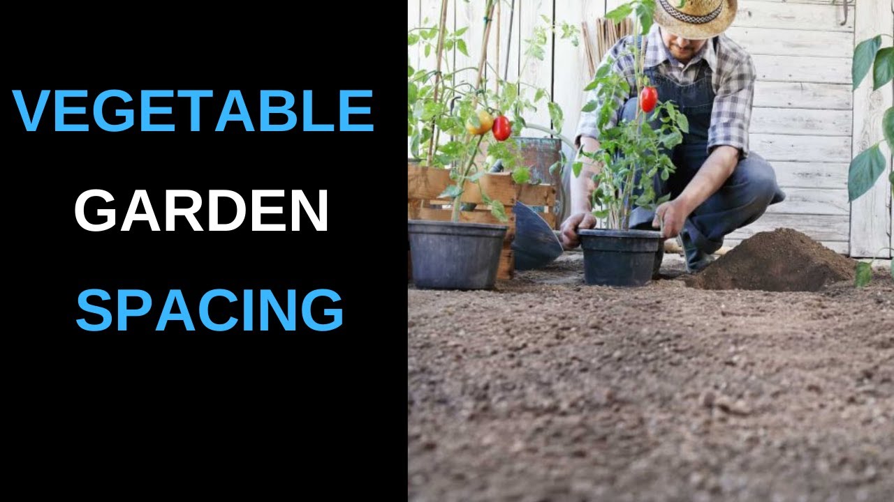 a guide to plant spacing in the vegetable garden
