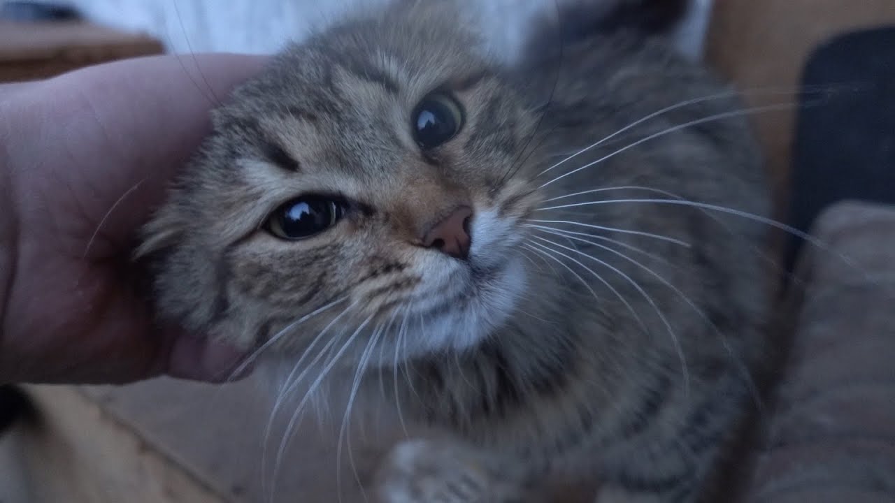 Only one cat purrs on the street