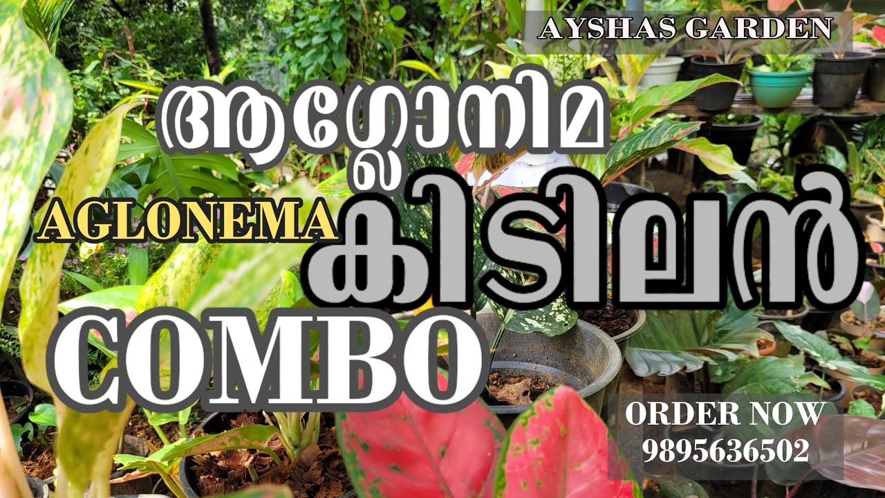 ആഗ്ലോനിമ ഇത്രയും വിലക്കുറവോ | Combo aglonema |Ayshas Garden