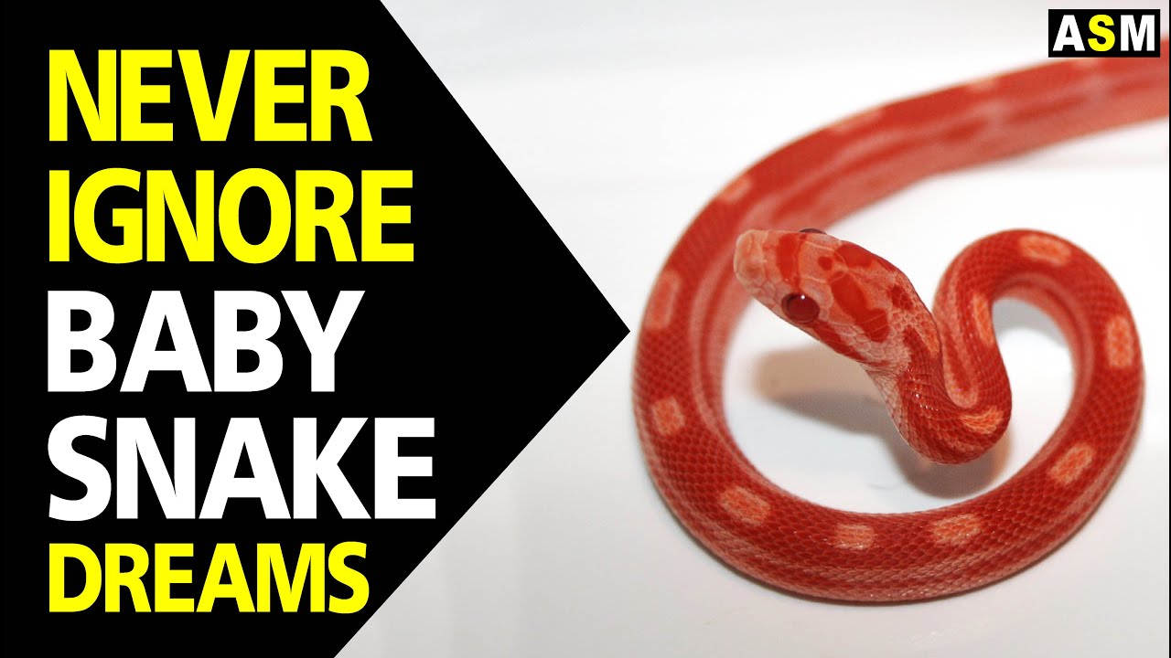 What does Baby Snake dream meaning | Baby Snake dream interpretation