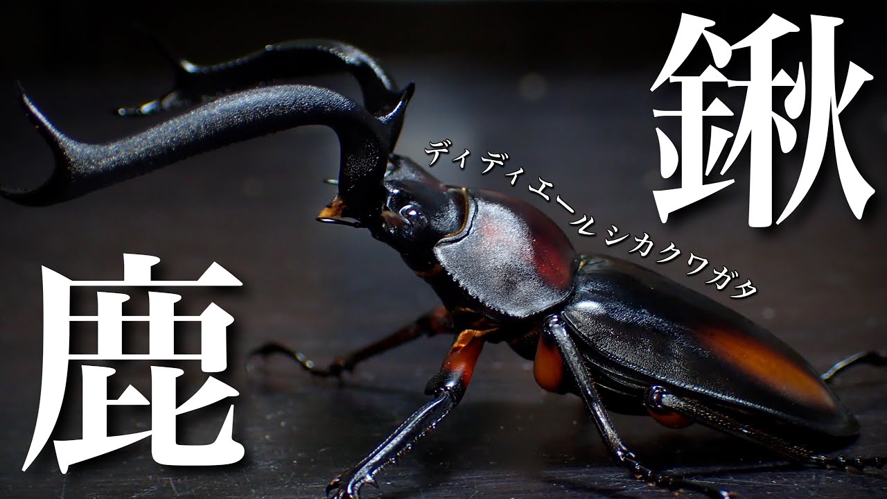 ９ヶ月経過したディディエールシカクワガタの成虫掘り出し【クワガタ飼育】