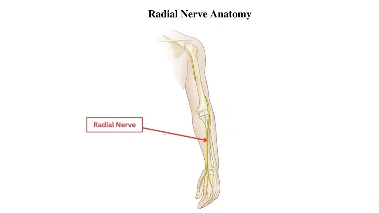 Radial Nerve Anatomy |MSK | Nour Amir