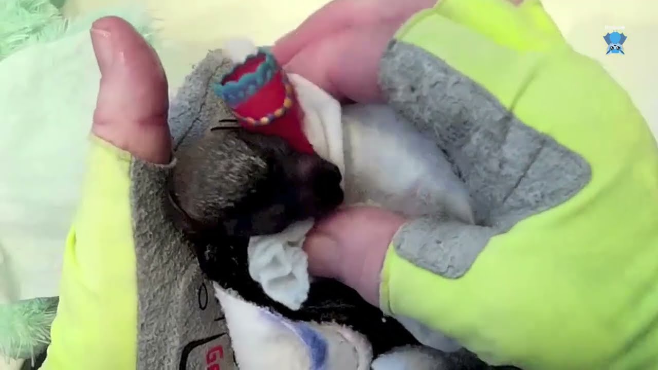 Premmie baby flying-fox in care:  this is Fennex days 1 and 2
