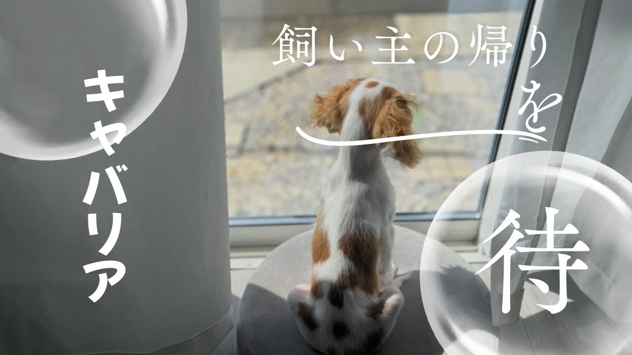飼い主よりもお外が気になるパピーキャバリア