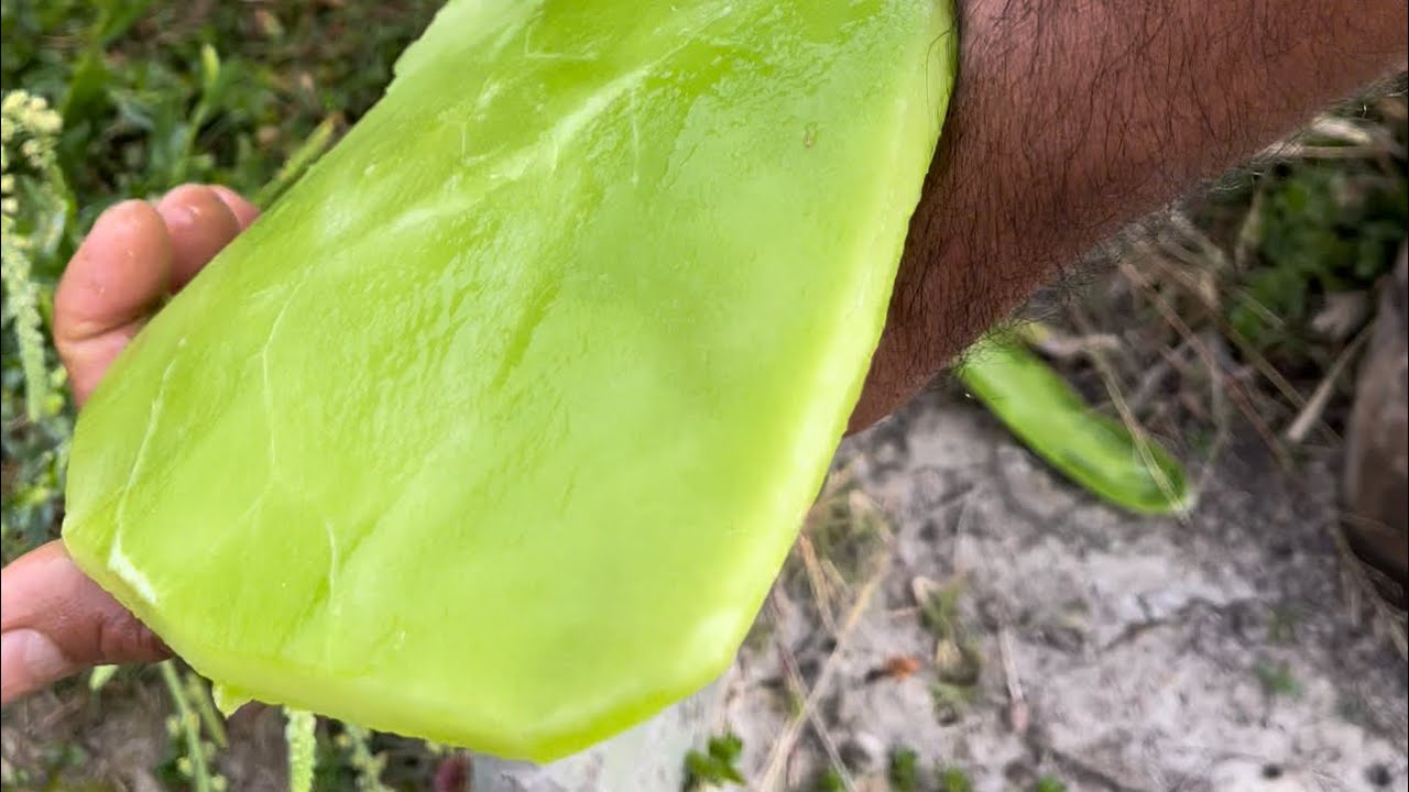 CORAZONES DE NOPAL