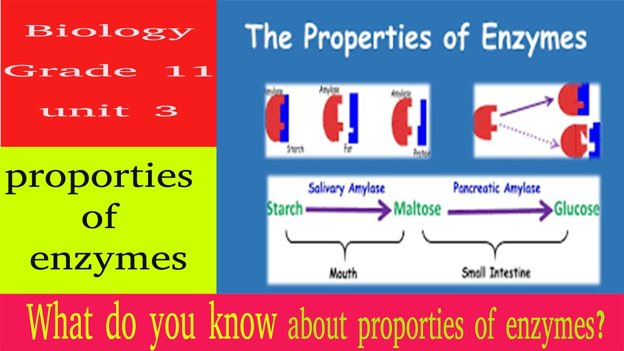 proporties of enzymes