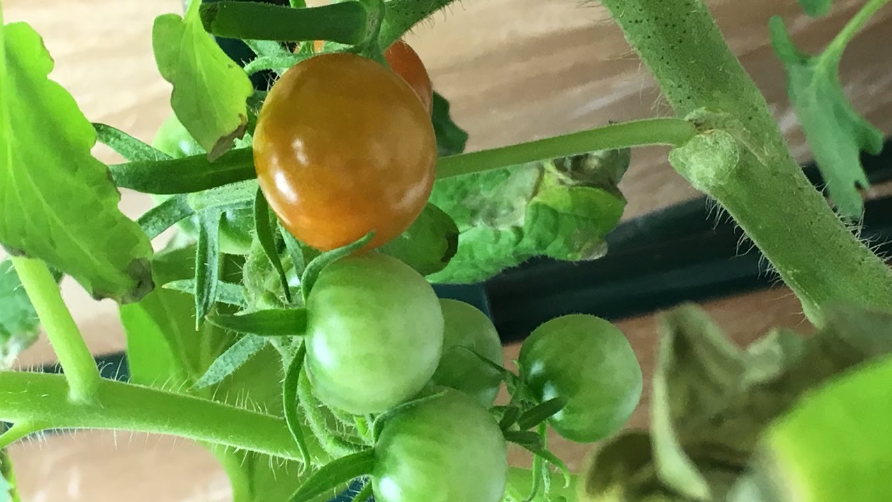Indoor Hydroponic Tomato Plant In Kratky System Updates - 4/19