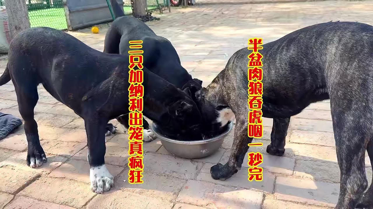 三只加纳利出笼真疯狂，半盆肉狼吞虎咽一秒完，这场面要失控