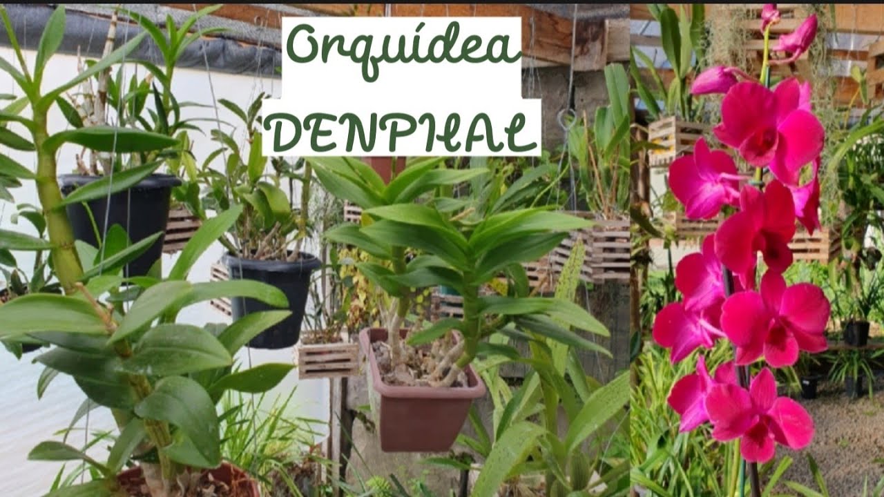 Dicas de cultivo Orquídea Denphal [Saiba mais sobre essa linda orquidea]#atualização