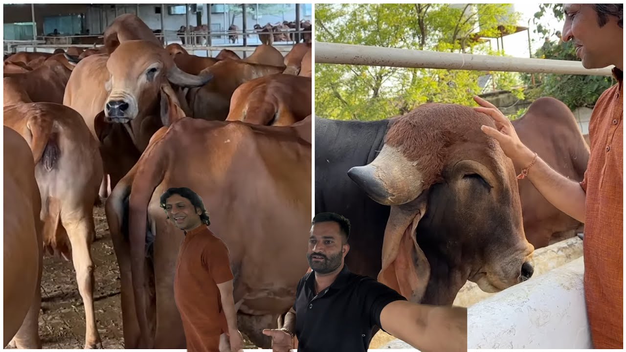 Bansi gir gaushala ma