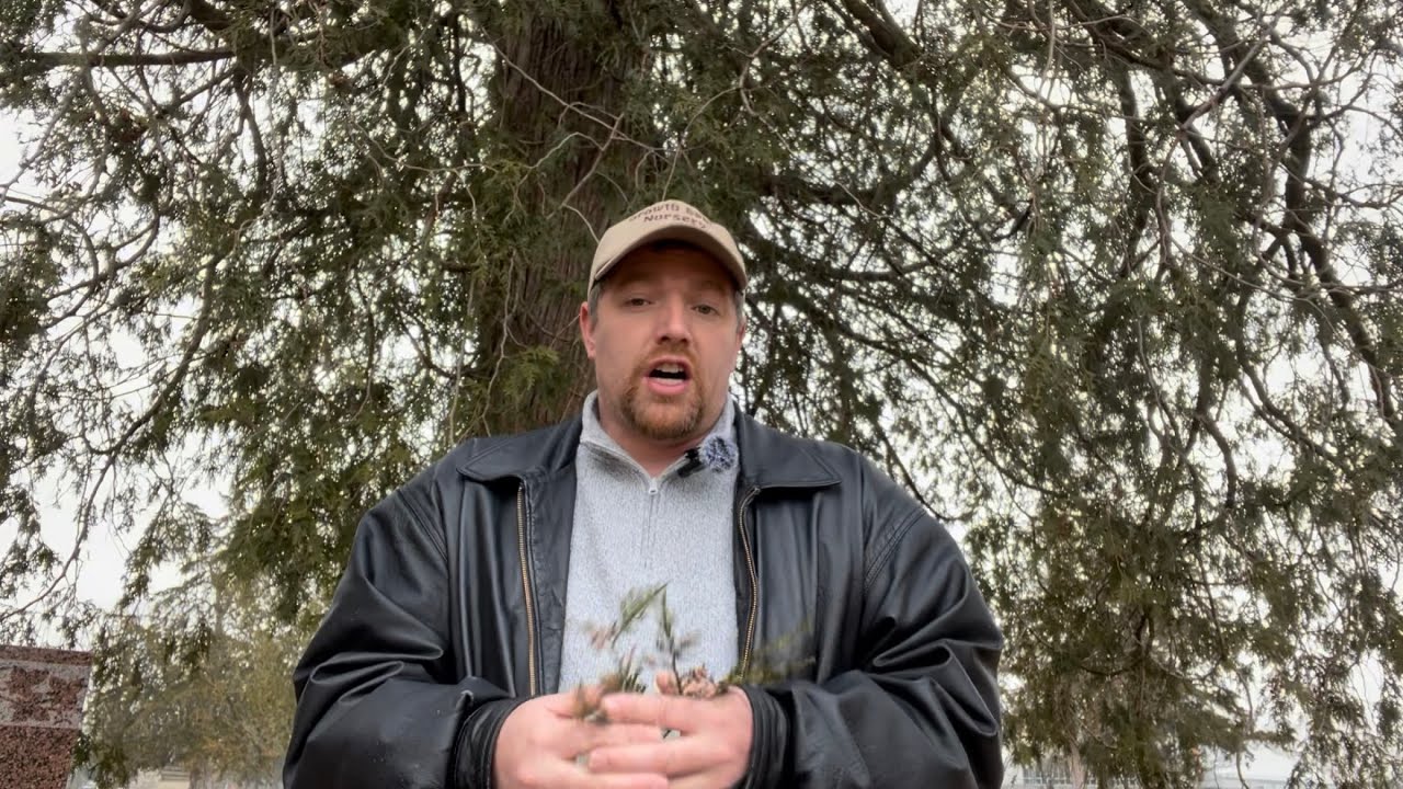 American Arborvitae (Thuja occidentalis)