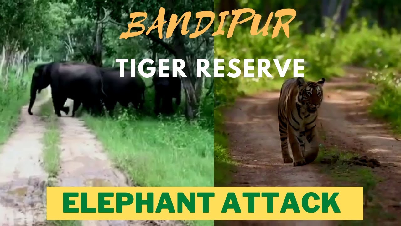 Unseen moment of Bandipur Tiger Reserve || Elephant Attack #tiger #tigerattack #animalism