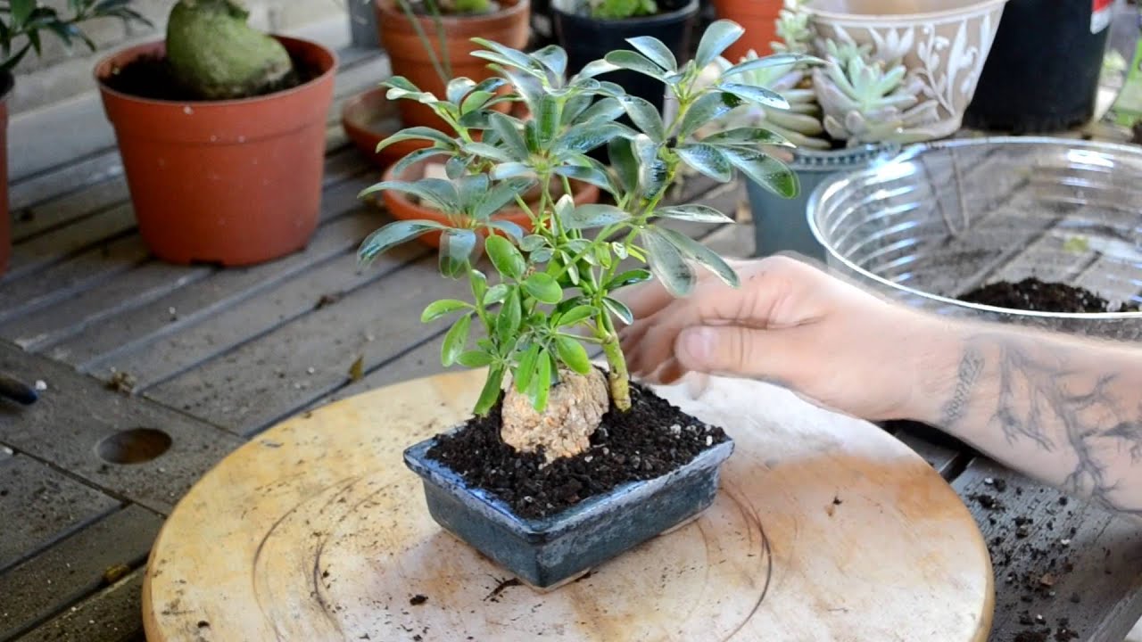Poor Man's Bonsai - Make a dwarf scheflerra bonsai!!!