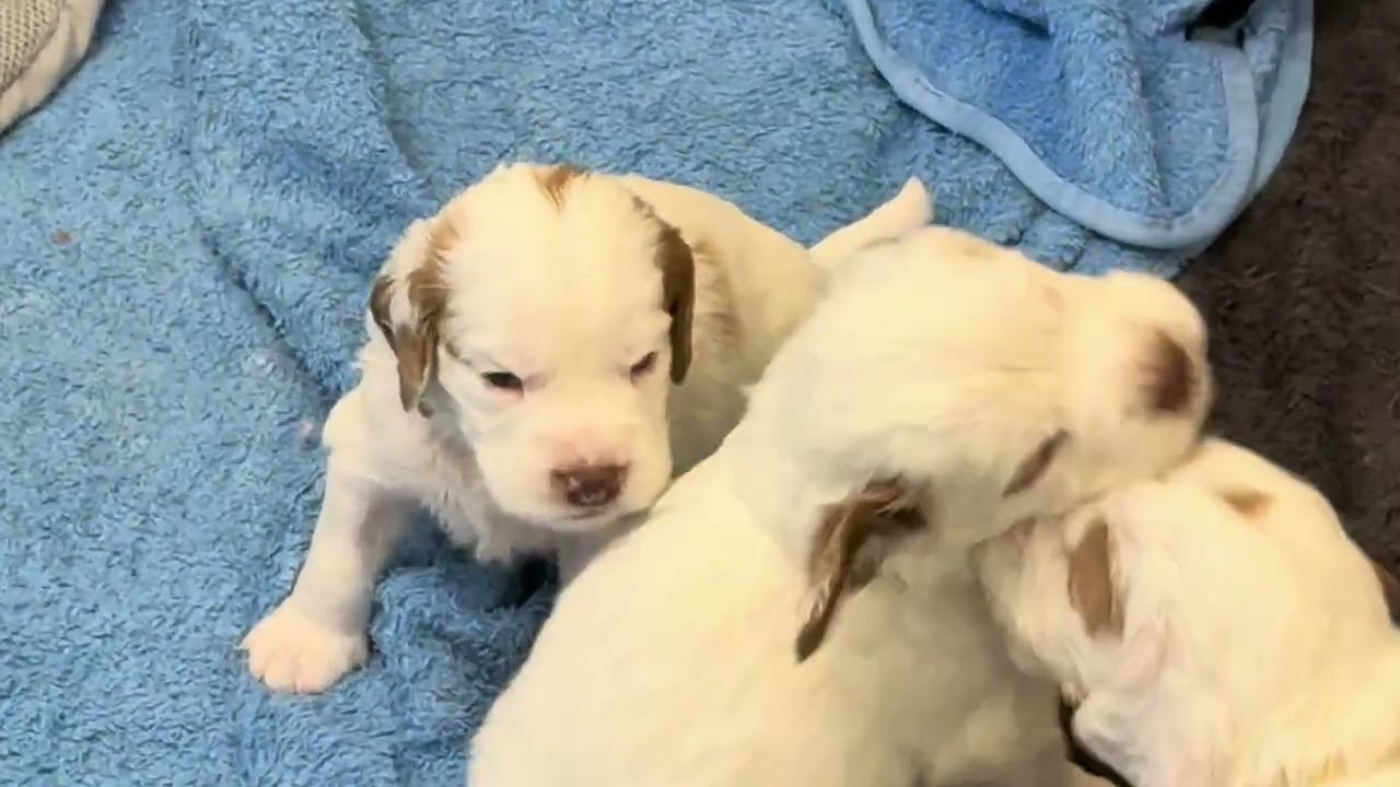 Mila - Tauski puppies 4 weeks old 