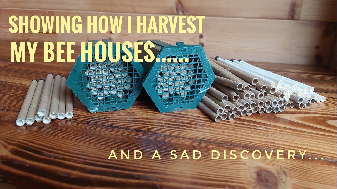 Harvesting Solitary Bees. is it something you should do? Watch this video.