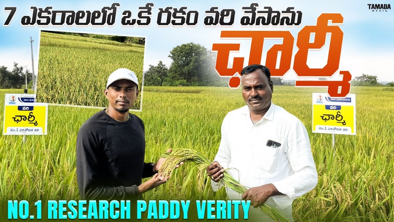 7 ఎకరాలలో ఒకే రకం సీడ్ వేసాను.. చాలా బాగుంది | laxmi seeds వారి ఛార్మీ verity | charmi seeds | 