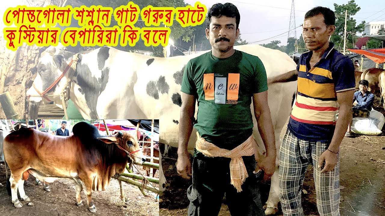 পোস্তগোলা শ্মশানঘাট গরুর হাটে |পর্ব ২ | Hat Bazar in Postgola Shmshanghat | Cow hat 2023