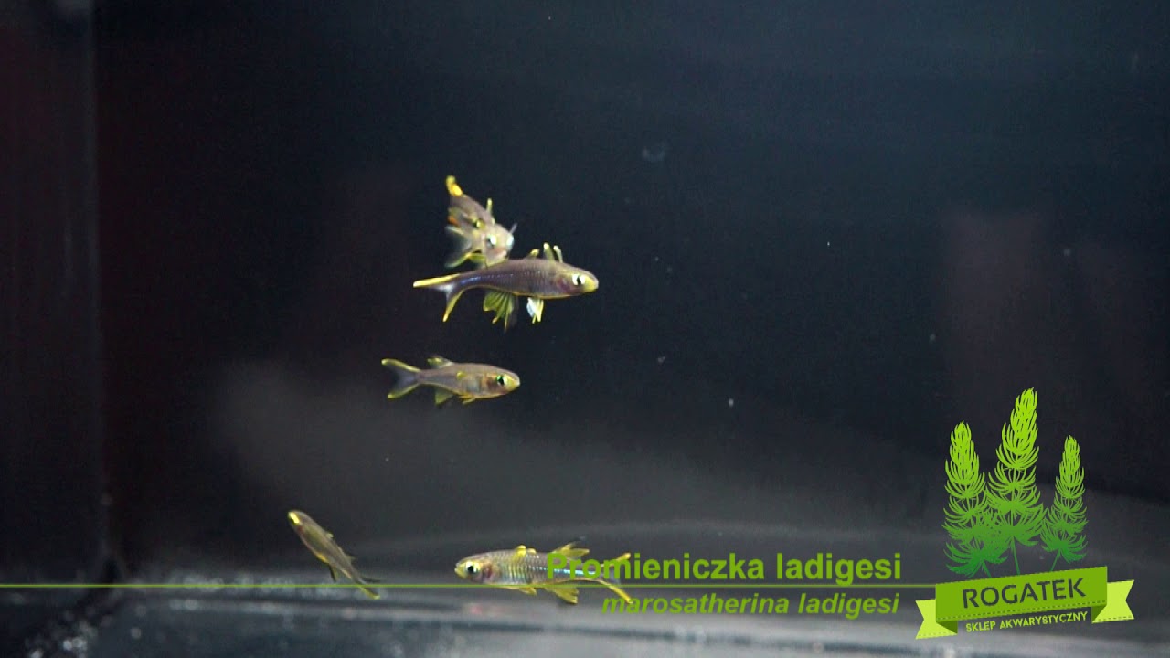 Promienniczka Ladigesi - Celebes Rainbowfish