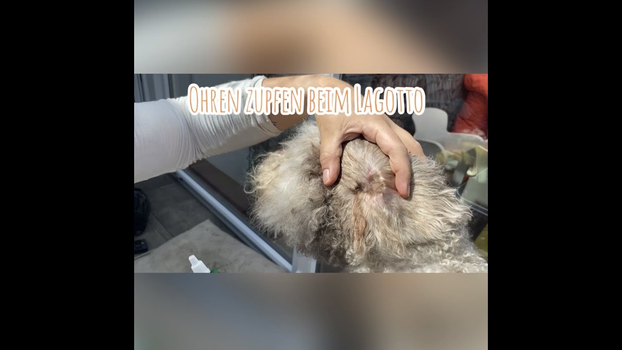 Ohren zupfen Lagotto Romagnolo