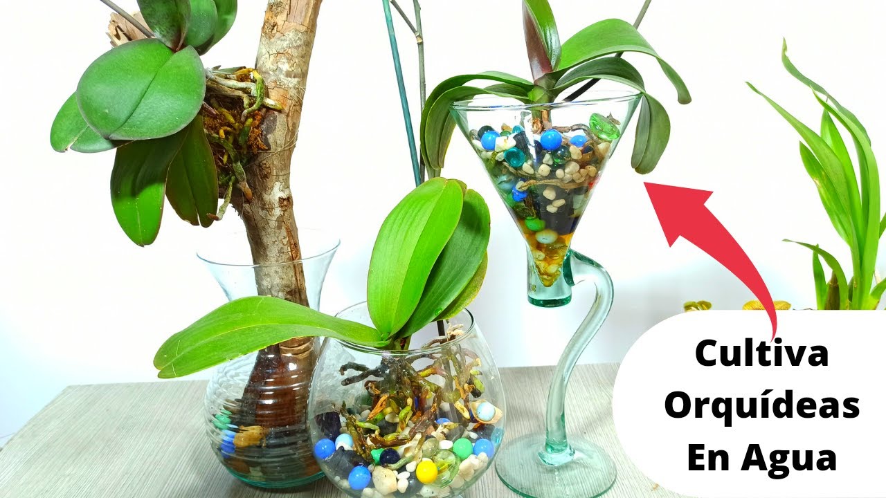 2 Formas de cultivar ORQUIDEAS EN AGUA
