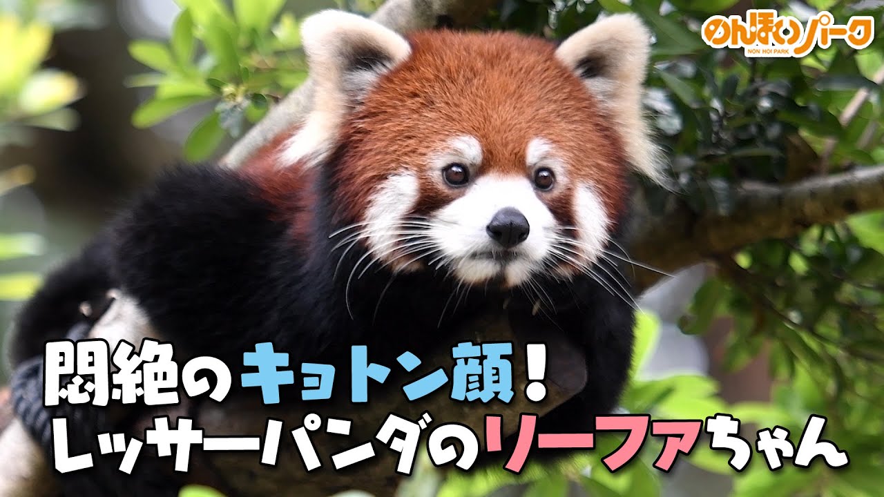 【のんほいパーク】かわいいぃぃぃ悶絶のキョトン顔！レッサーパンダのリーファちゃん
