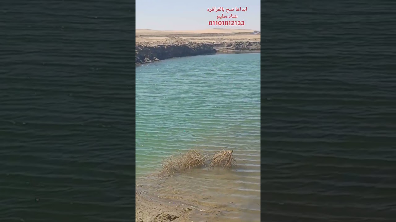 عرض عيد الام ١٠٠ فدان مزروعين برسيم حجازي كمون بصل  وبجوار الطريق والسعر ممتاز بالفرافره