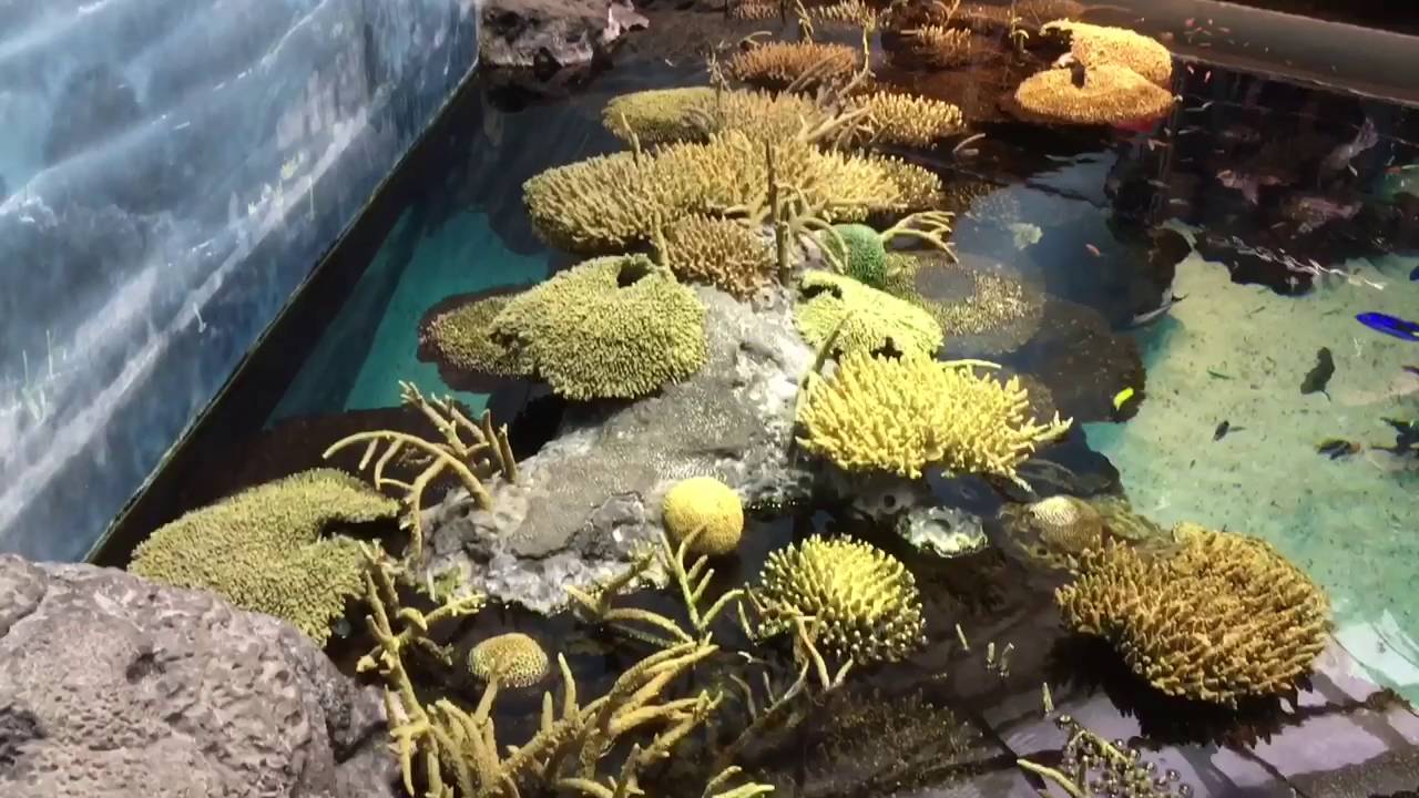 Lisbon Oceanarium / Oceanário de Lisboa, Portugal - 11th May, 2016