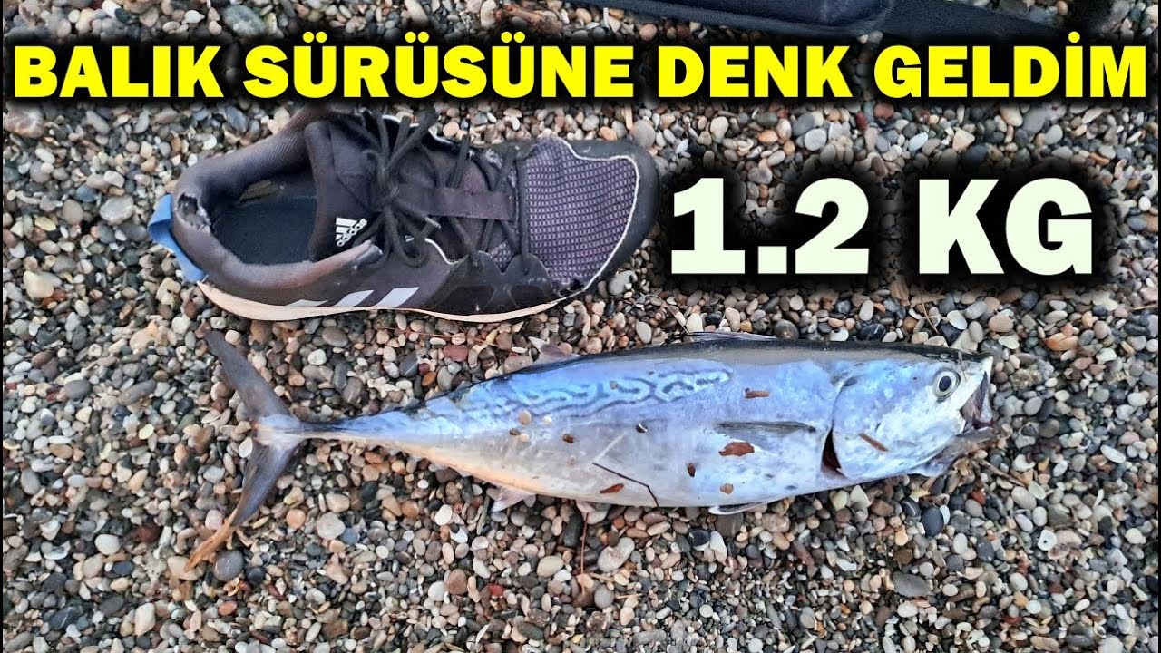 KİLO ÜSTÜ YAZILI ORKİNOSLARIN MÜTHİŞ AKSİYONLARI! FETHİYE BALIK AVI #balıkavı #fishing #atçek