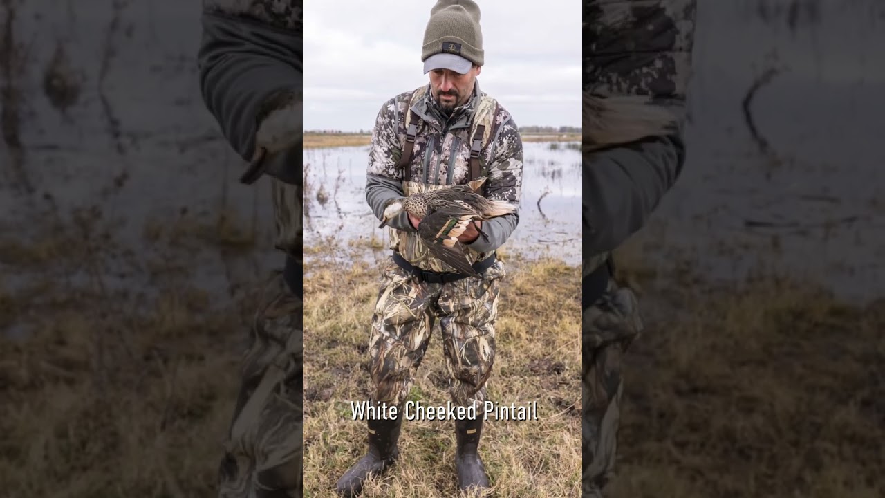 Guess that's why they call it a White Cheeked Pintail