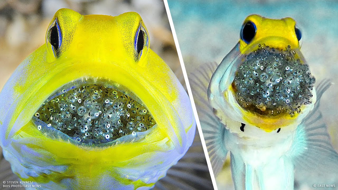 Les Naissances d'Animaux Les Plus Incroyables