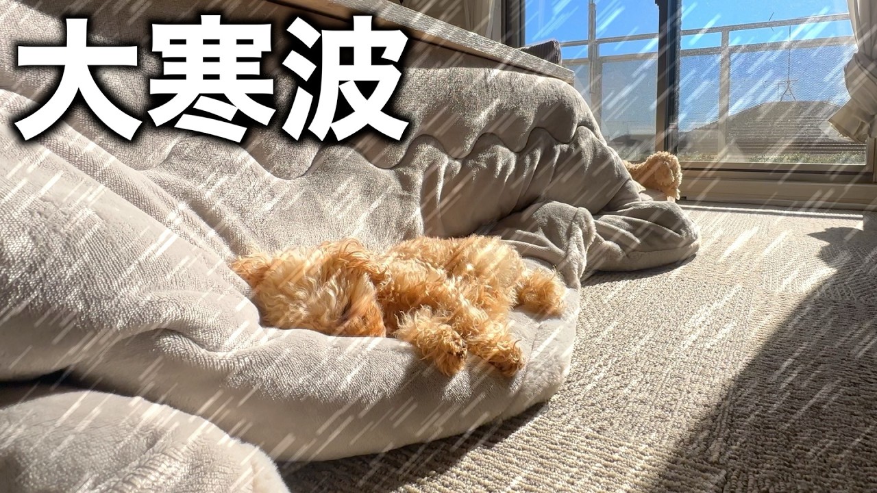 愛犬のために買ってよかったあったかグッズ５選