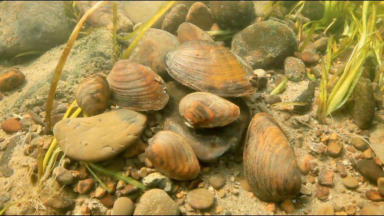Mussels & Fish, The Stream Team – TN WildCast 327