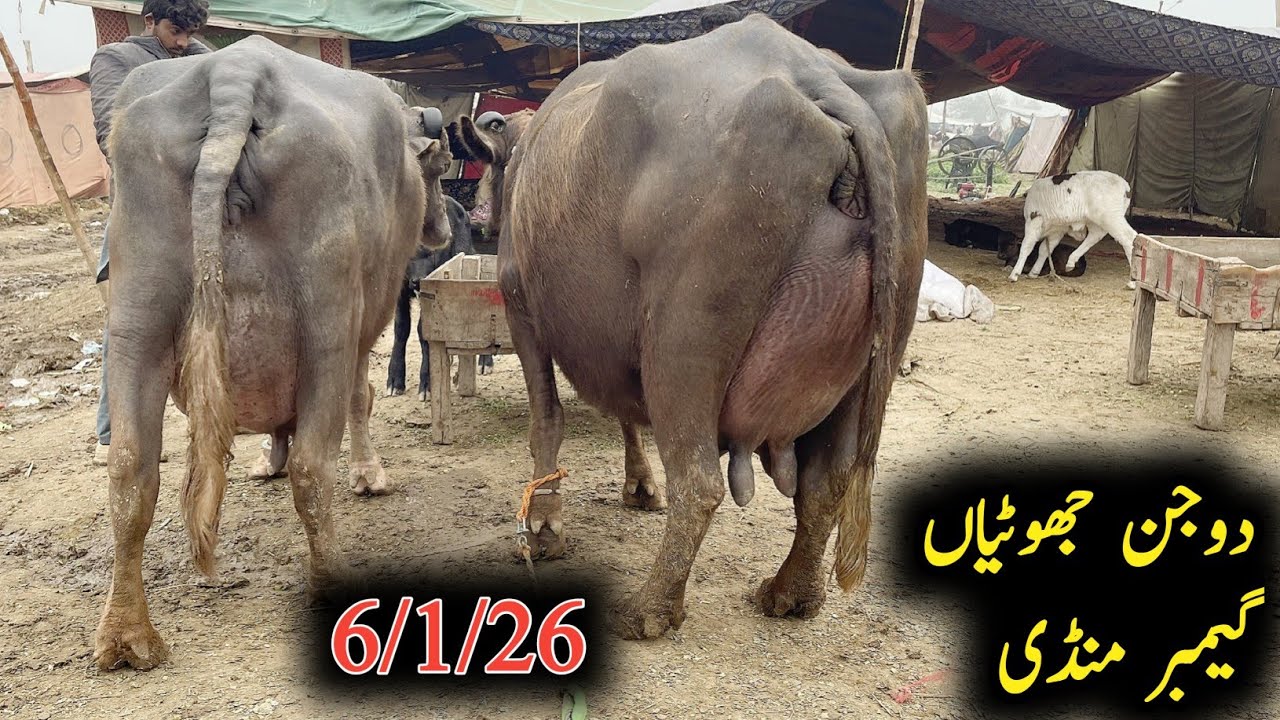 Noorshah ki rati buri doja jhotiyan for sel|رتی بھوری دوجن جھوٹیاں|Earn from buffalo