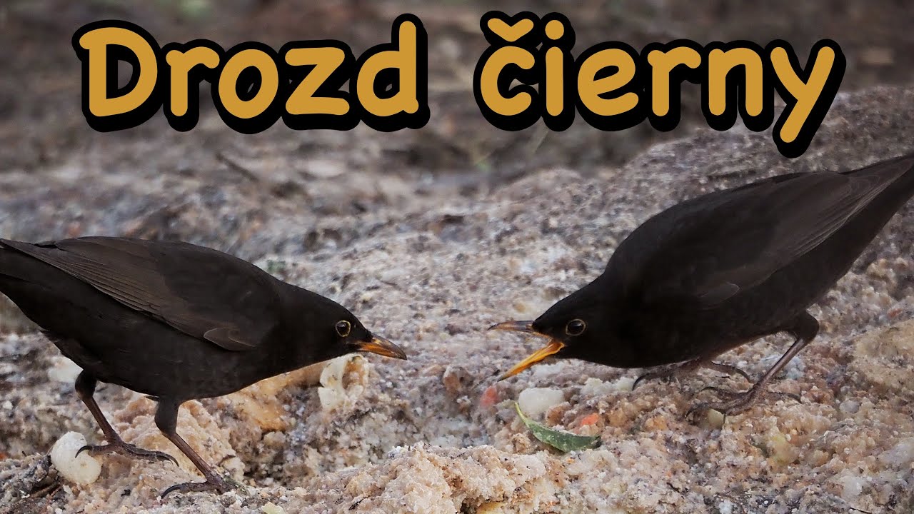 Dozd čierny (Turdus merula)