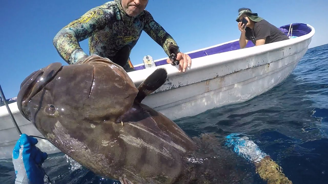 SPEARFISHING MAG BAY BAJA  2 PARAISO GARROPA COLA DE ESCOBA