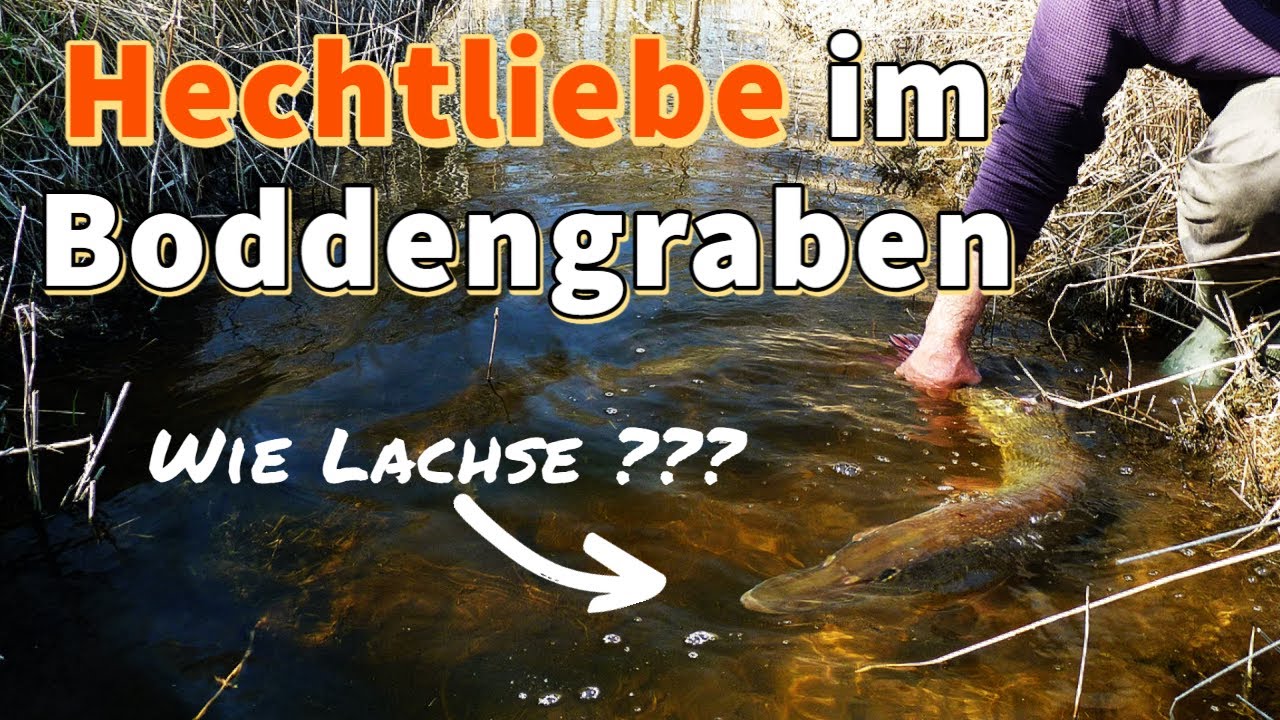 IFishMan Facts #2 Wo laichen Hechte in den Bodden?
