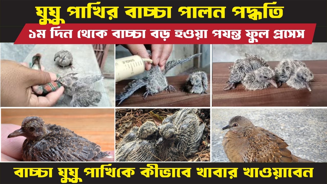 বাচ্চা ঘুঘু পাখি পালন পদ্ধতি | বাচ্চা ঘুঘু পাখিকে যে খাবার দিবেন | Bacca ghughu pakhi paloner niyom