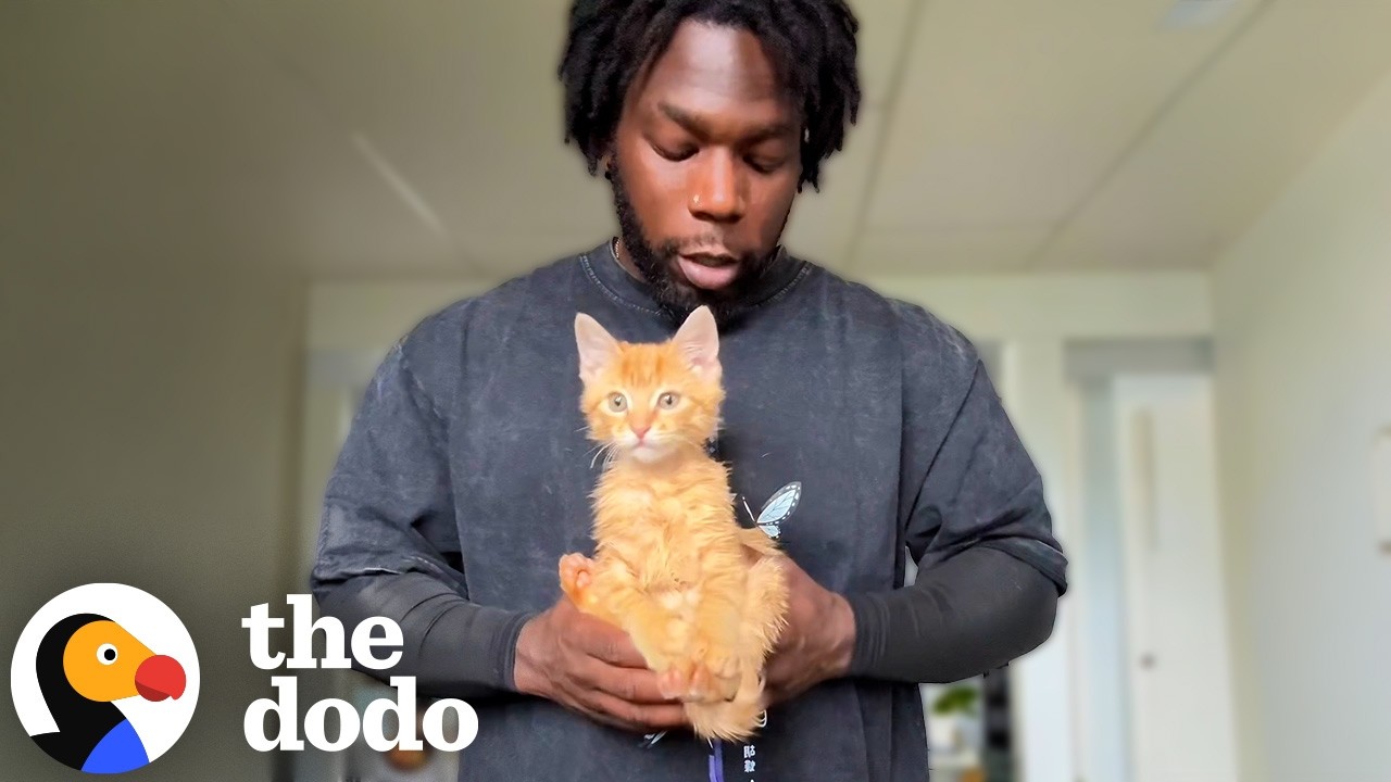 Спасение кота по дороге на работу НЕ входило в планы этого парня | The Dodo