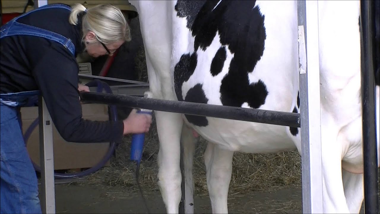 Cowfitter Erika Rijnveld