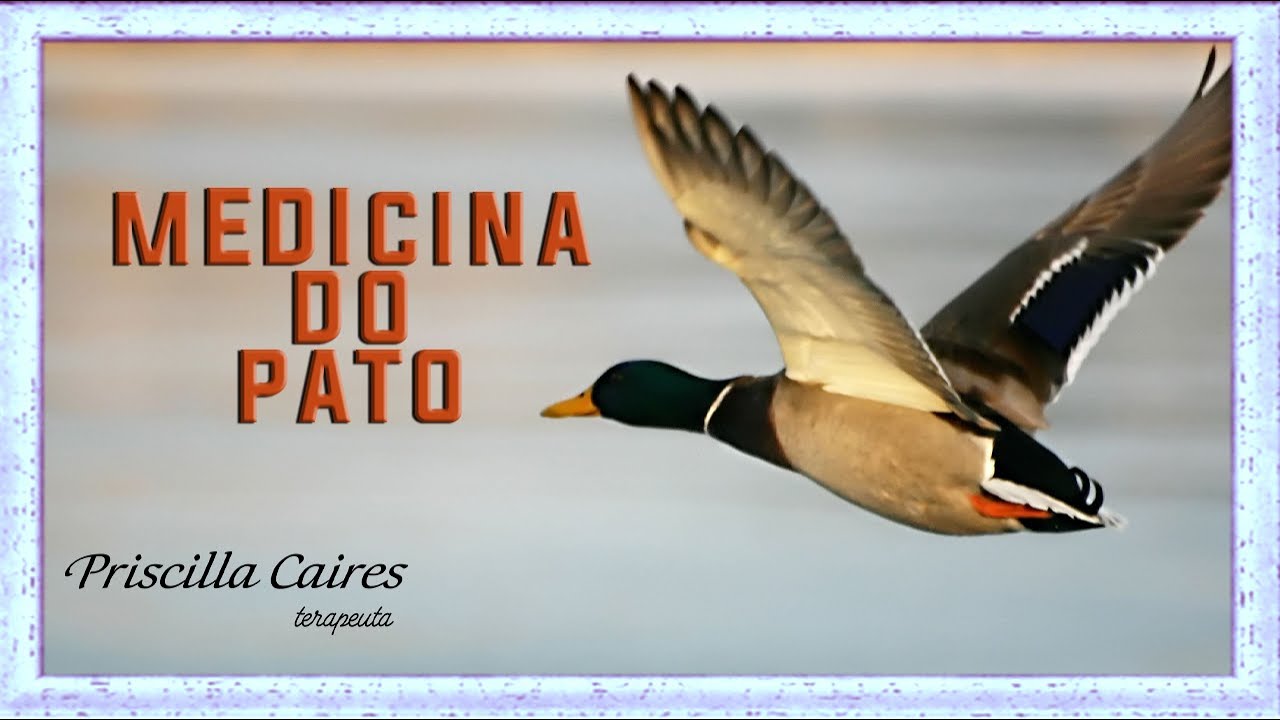 Medicina e meditação do arquétipo,  Animal de Poder do Pato