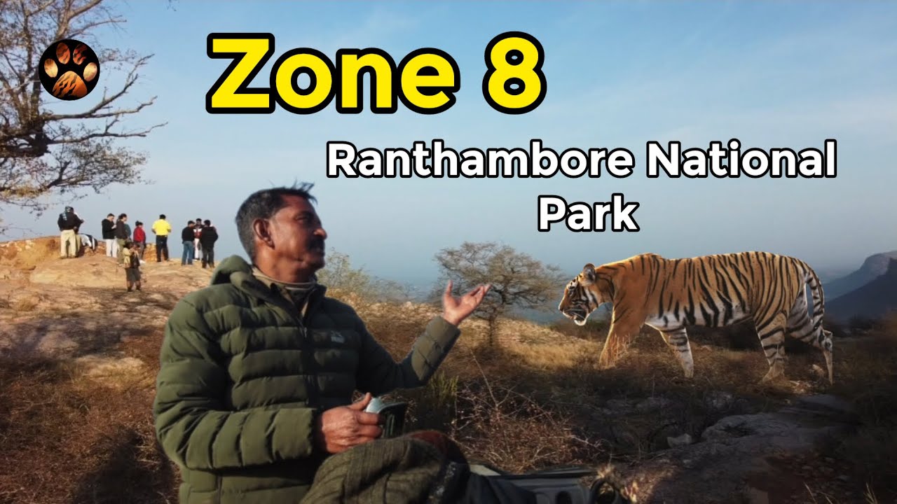 Exclusive Sighting in Zone 8 Ranthambore - Tiger Safari Experience Vlog 2024 4K Video