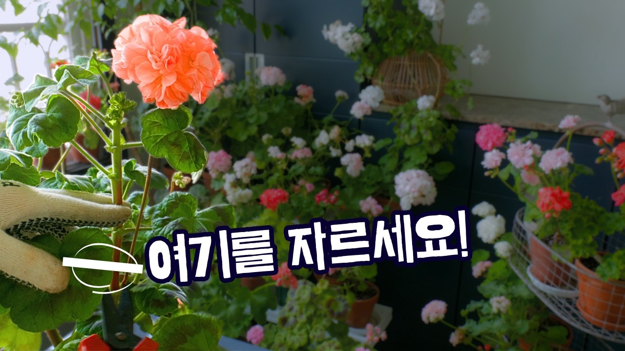 👉 제라늄, 1년중 지금이 가장 중요합니다 (가지치기&middot;분갈이)