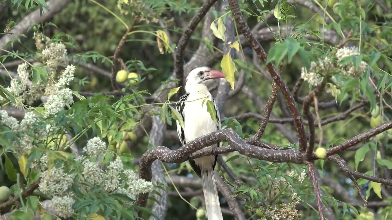 Natural Sound Of Magpie Bird