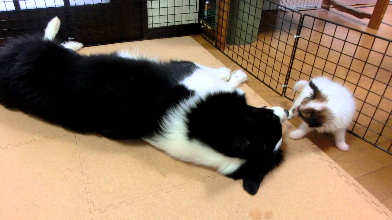 パピヨン仔犬（２ヵ月）が大好きなボーダーコリー