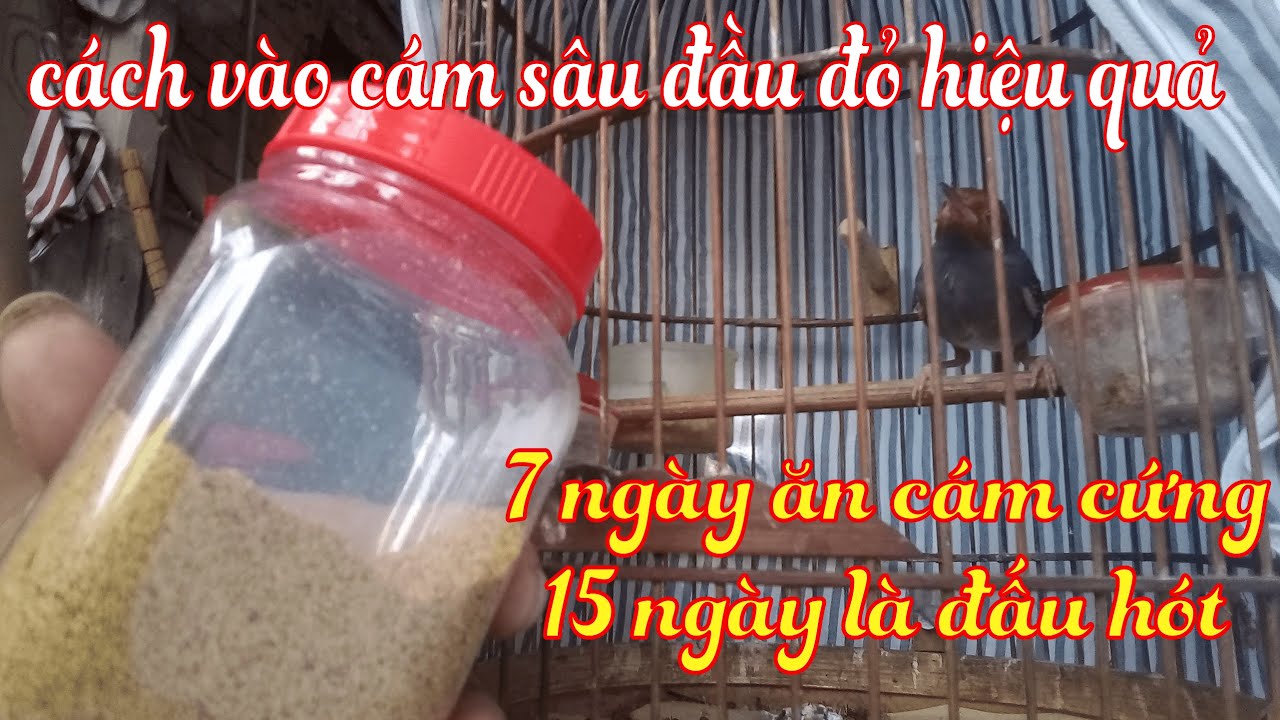 cách vào cám giữ lửa sâu đầu đỏ hiệu quả