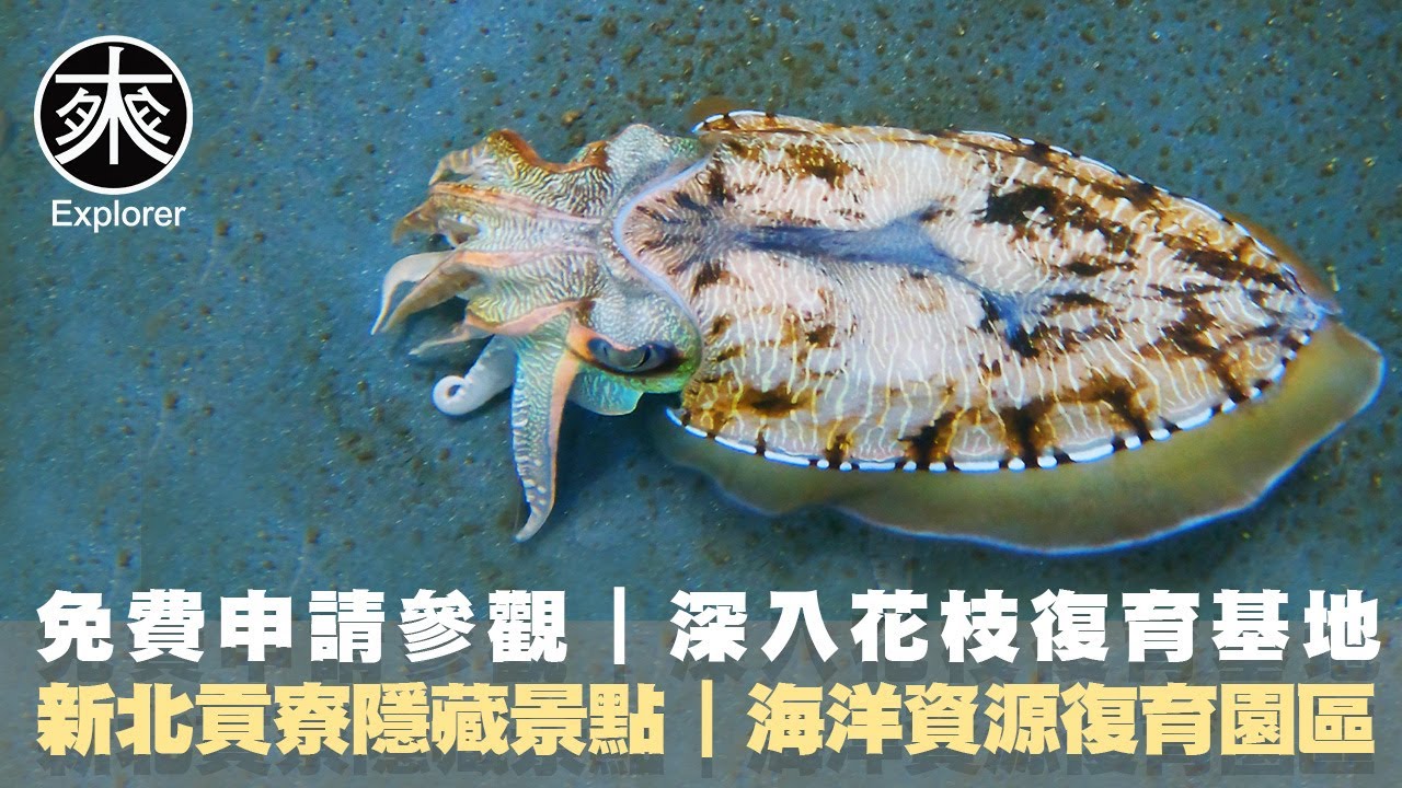 解鎖新北秘境！走進海洋資源復育園區，探索花枝復育計劃，台灣目前唯一可以開放參觀的水產試驗所｜探路者帶你深入了解海洋生態復育的故事｜紀錄片系列｜探路者