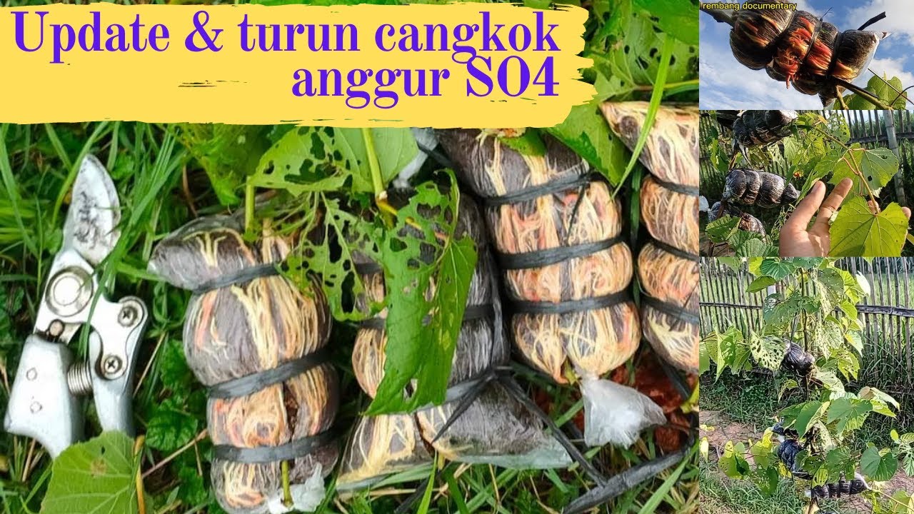 Update dan turun cangkok anggur import so4 ‼️ #cangkokanggur