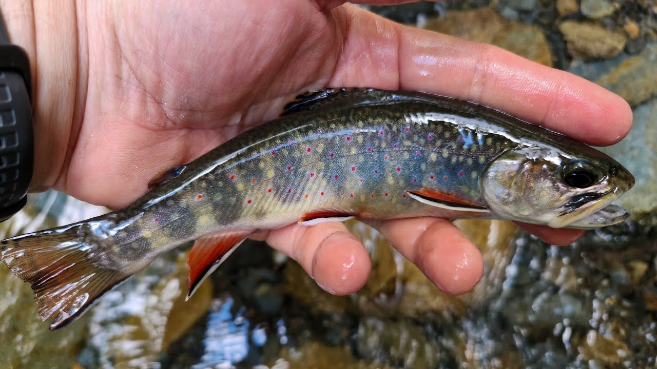 NC Small Stream Fly Fishing - 8-16-25