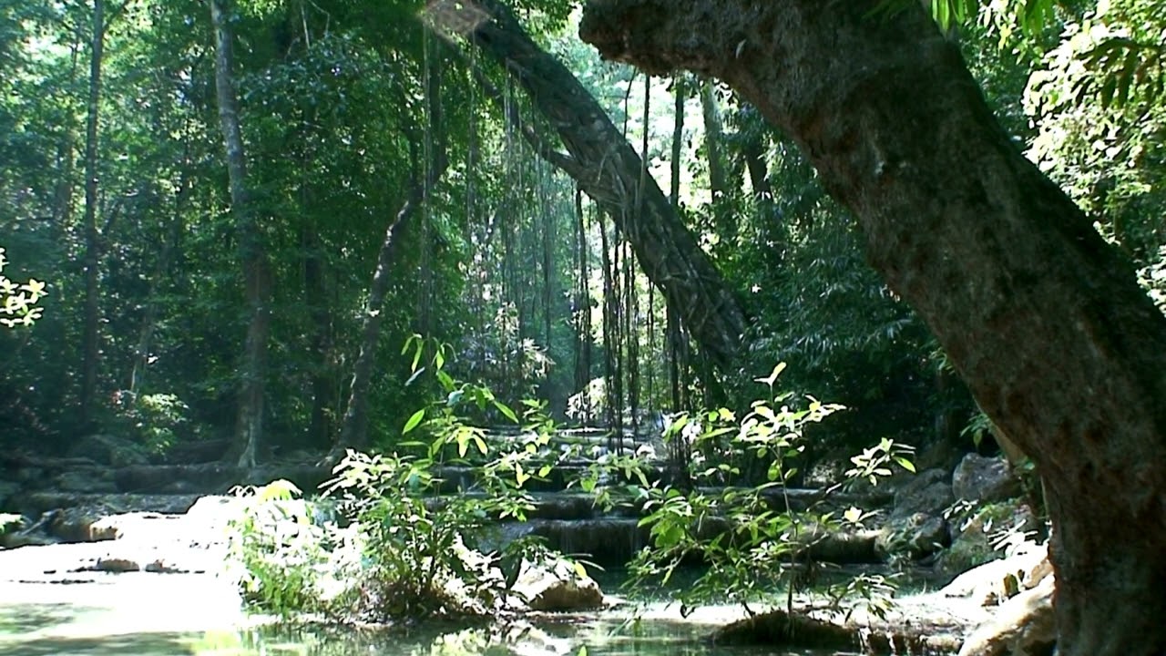 Jungle River Ambience || Jungle River Ambience For Relaxation, Study and Meditation
